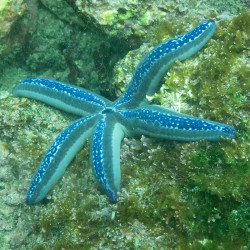 STARFISH-BLUE LINKIA STARFISH