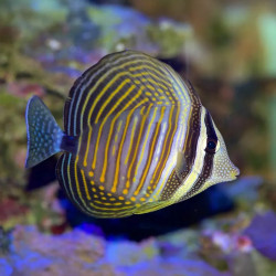 Sailfin Tang Desjardini  - Medium