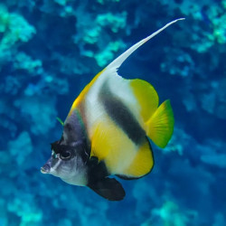 Red Sea Bannerfish