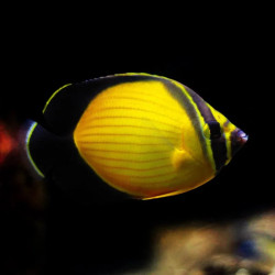 Arabian Butterflyfish