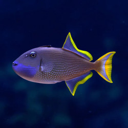 BLUE THROAT TRIGGERFISH MALE M