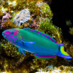 LYRETAIL WRASSE M
