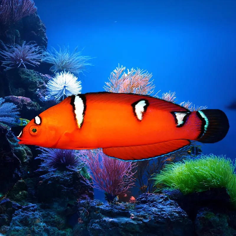 RED CORIS WRASSE JUV M