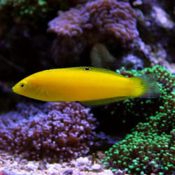 YELLOW WRASSE S