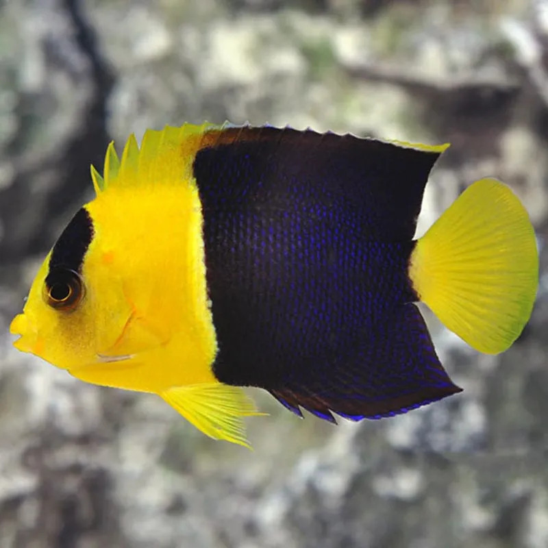 BICOLOR ANGELFISH M