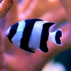 FOUR STRIPE DAMSELFISH