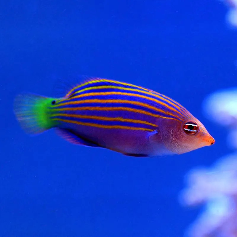SIX LINE WRASSE M