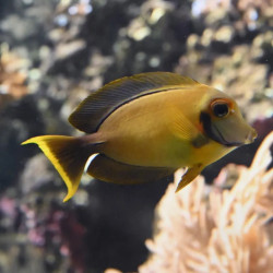 CHOCOLATE SURGEONFISH M
