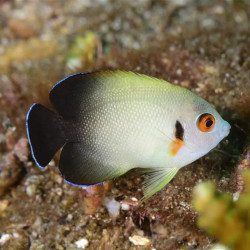HALF BLACK ANGELFISH M