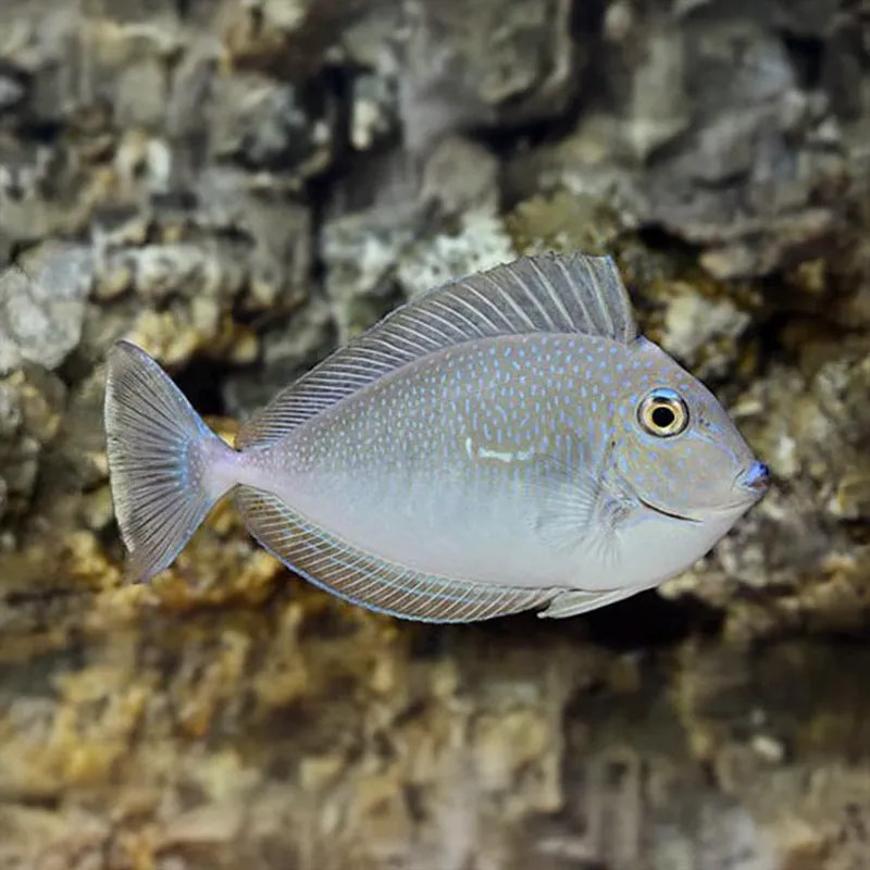 VLAMINGII TANG M