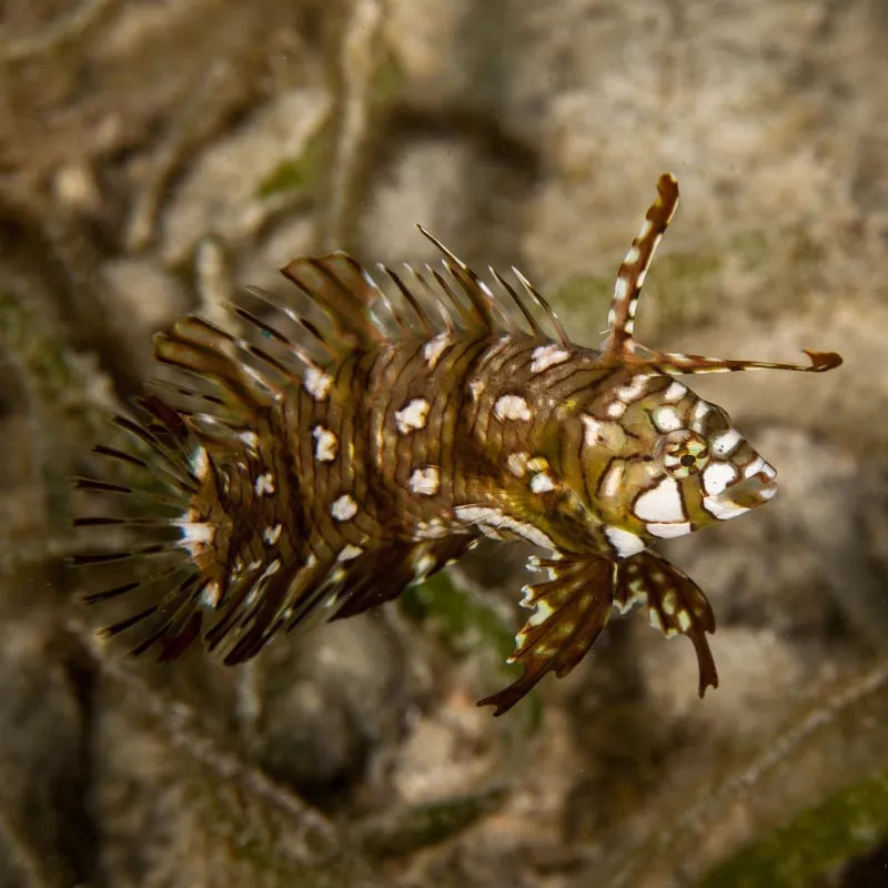 DRAGON WRASSE M