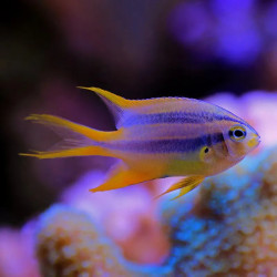 BLACKMOUTH BICOLOR CHROMIS M