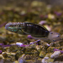SLEEPER BANDED GOBY M