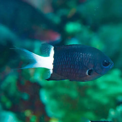 BICOLOR CHROMIS M
