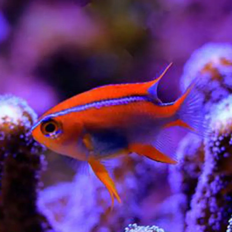 CROSS DAMSELFISH M