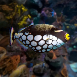 CLOWN TRIGGERFISH M