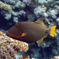 UNDULATE TRIGGERFISH M