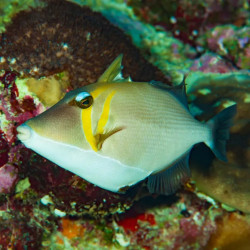 BURSA TRIGGERFISH M
