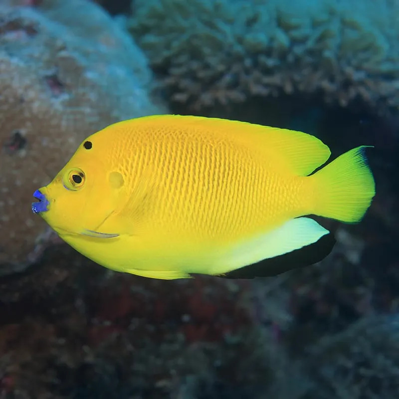 FLAGFIN ANGELFISH L