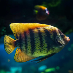 SIX BAR ANGELFISH ADULT L 5