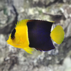 BICOLOR ANGELFISH L