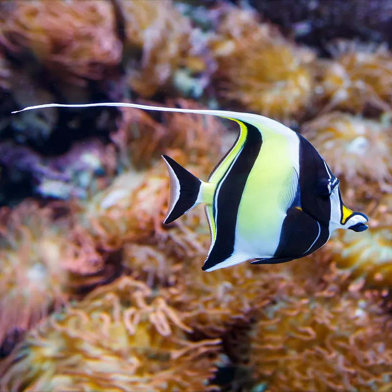 MOORISH IDOL L