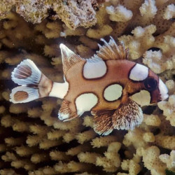 HARLEQUIN SWEETLIPS L