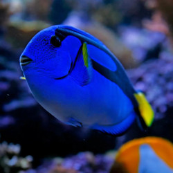 BLUE TANG S