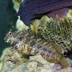 SAILFIN ALGAE BLENNY L