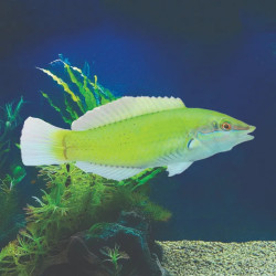 GREEN WRASSE L