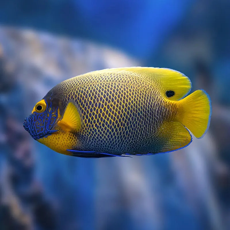 BLUEFACE ANGELFISH ADULT ML