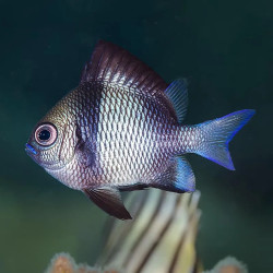 TWO STRIPE DAMSELFISH M
