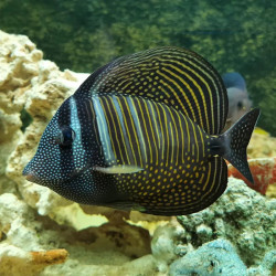 DESJARDINI SAILFIN TANG SM
