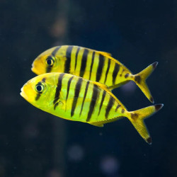 GOLDEN TREVALLY XL