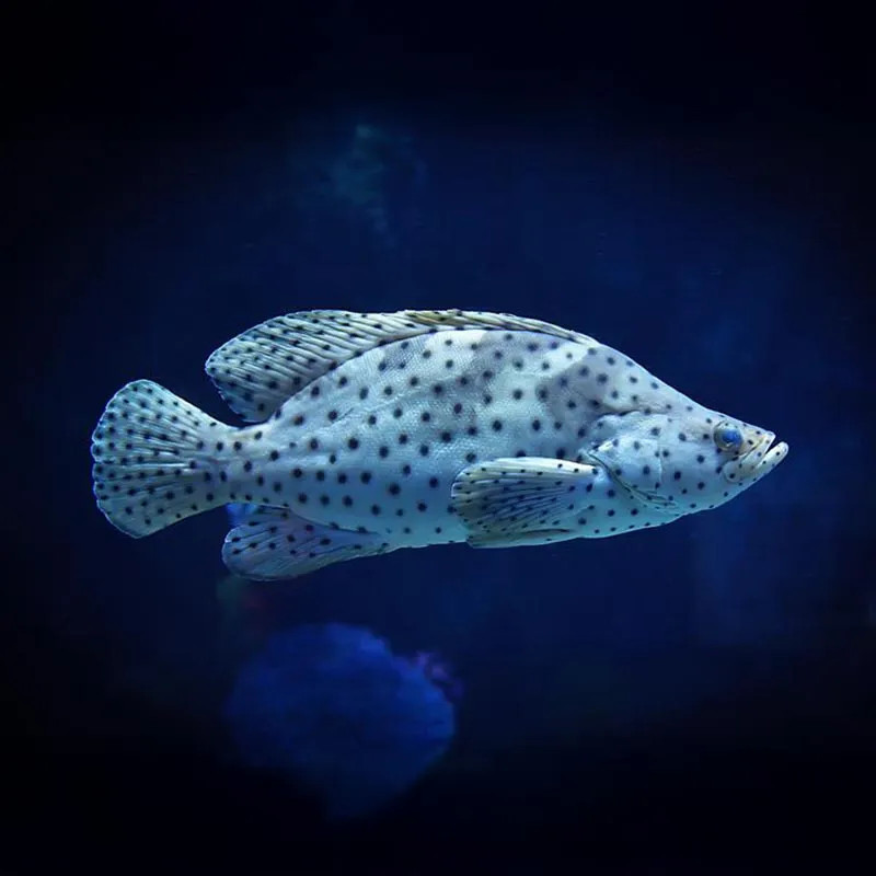 PANTHER GROUPER L