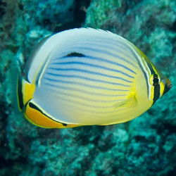 MELLON BUTTERFLYFISH M