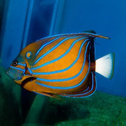 ANNULARIS ANGELFISH L