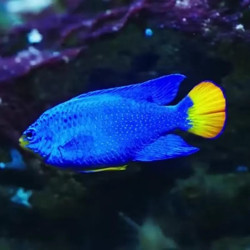 ORANGETAIL BLUE DAMSELFISH