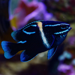 BLUE VELVET DAMSELFISH M