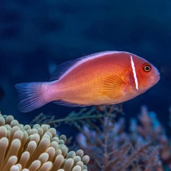 PINK SKUNK CLOWNFISH M