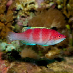 YELLOW FIN FAIRY WRASSE PHILIPPINES