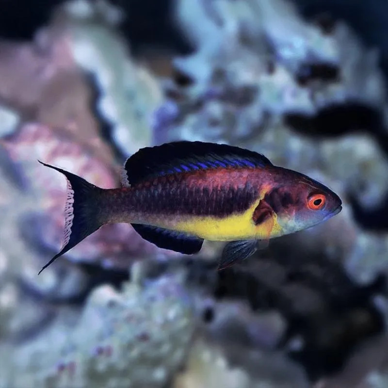 DUSKY FAIRY WRASSE M