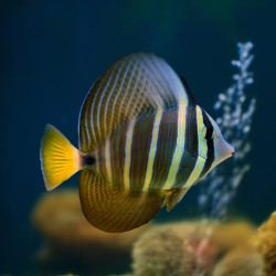 SAILFIN TANG PHILIPPINES S