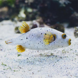AROTHRON DOG FACE PUFFER PHILIPPINES M