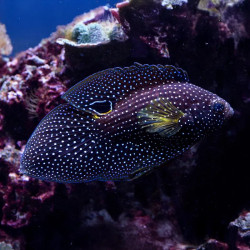 MARINE BETTA PHILIPPINES M