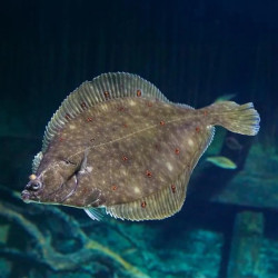 ASSORTED FLOUNDER PHILIPPINES M