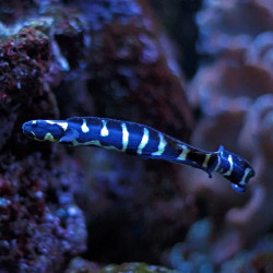 ENGINEER GOBY PHILIPPINES M