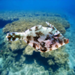 AIPTASIA EATING FILEFISH M