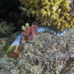 YELLOW HEAD MORAY EEL PHILIPPINES MALE M