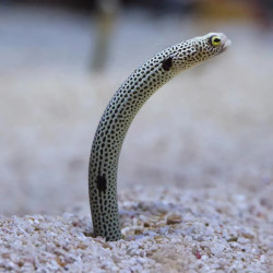 GARDEN EEL ASSORTED S